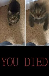 'You died' meme